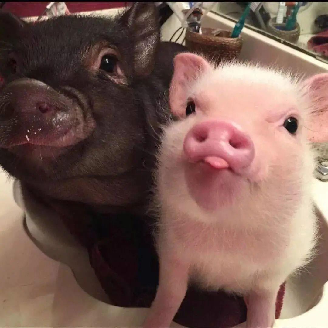 超甜的可爱绝配情侣唯美双人头像图片