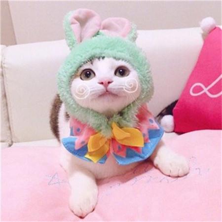 呆萌可爱猫咪一对情侣微信高清头像图片大全