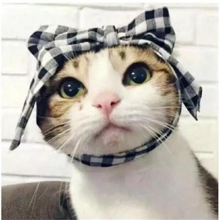 呆萌可爱猫咪一对情侣微信高清头像图片大全