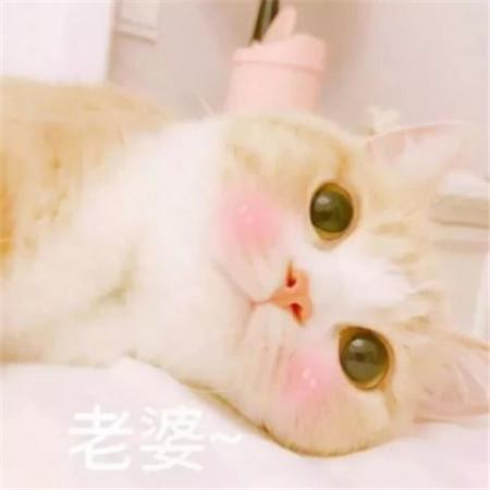 呆萌可爱猫咪一对情侣微信高清头像图片大全