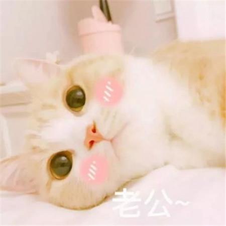 呆萌可爱猫咪一对情侣微信高清头像图片大全