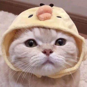 可爱萌宠猫咪情侣精选头像图片