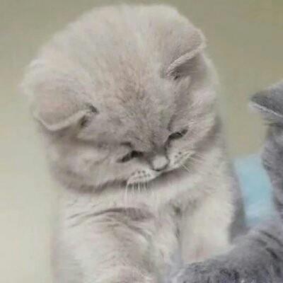 可爱萌宠猫咪情侣精选头像图片