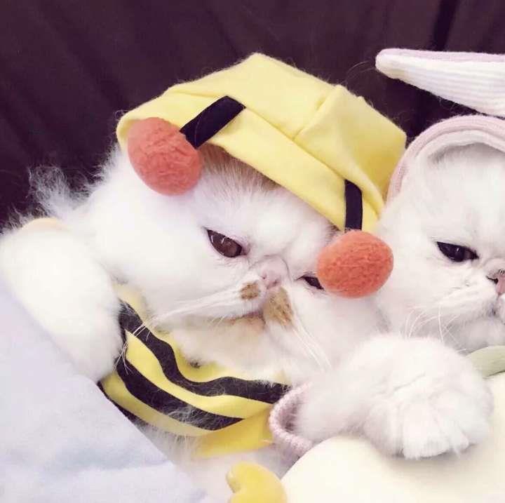 可爱萌宠猫咪情侣精选头像图片