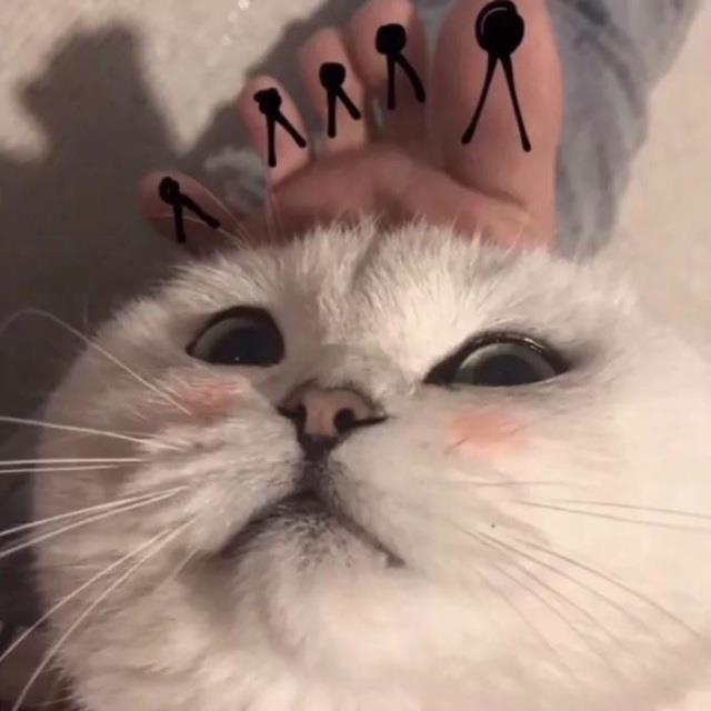 可爱萌宠猫咪情侣精选头像图片