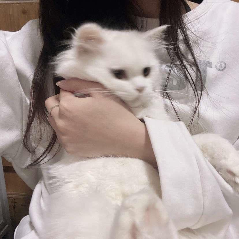 温柔文雅好看小清新女生气质微信头像大全图片