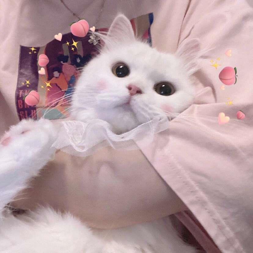 温柔文雅好看小清新女生气质微信头像大全图片