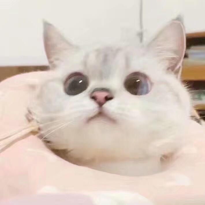 可爱到模糊的猫咪头像图片