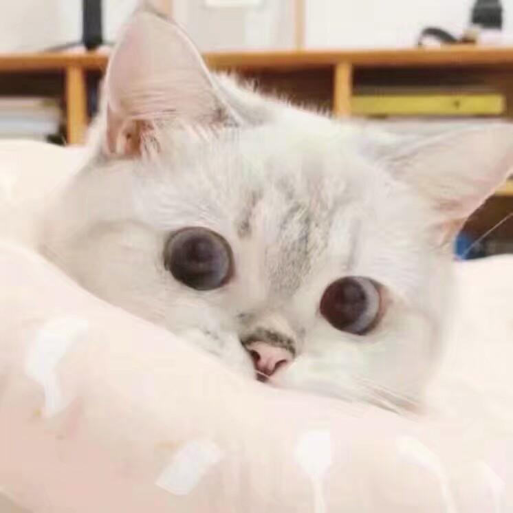 可爱到模糊的猫咪头像图片