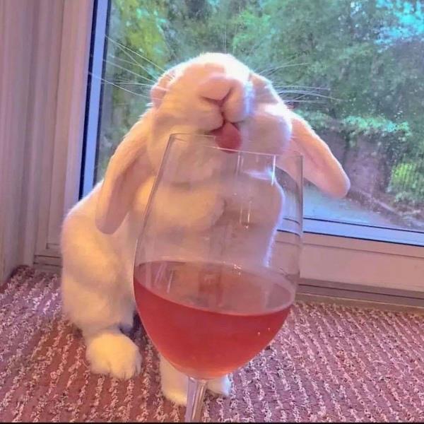 可爱卡通小兔子动漫微信头像图片大全