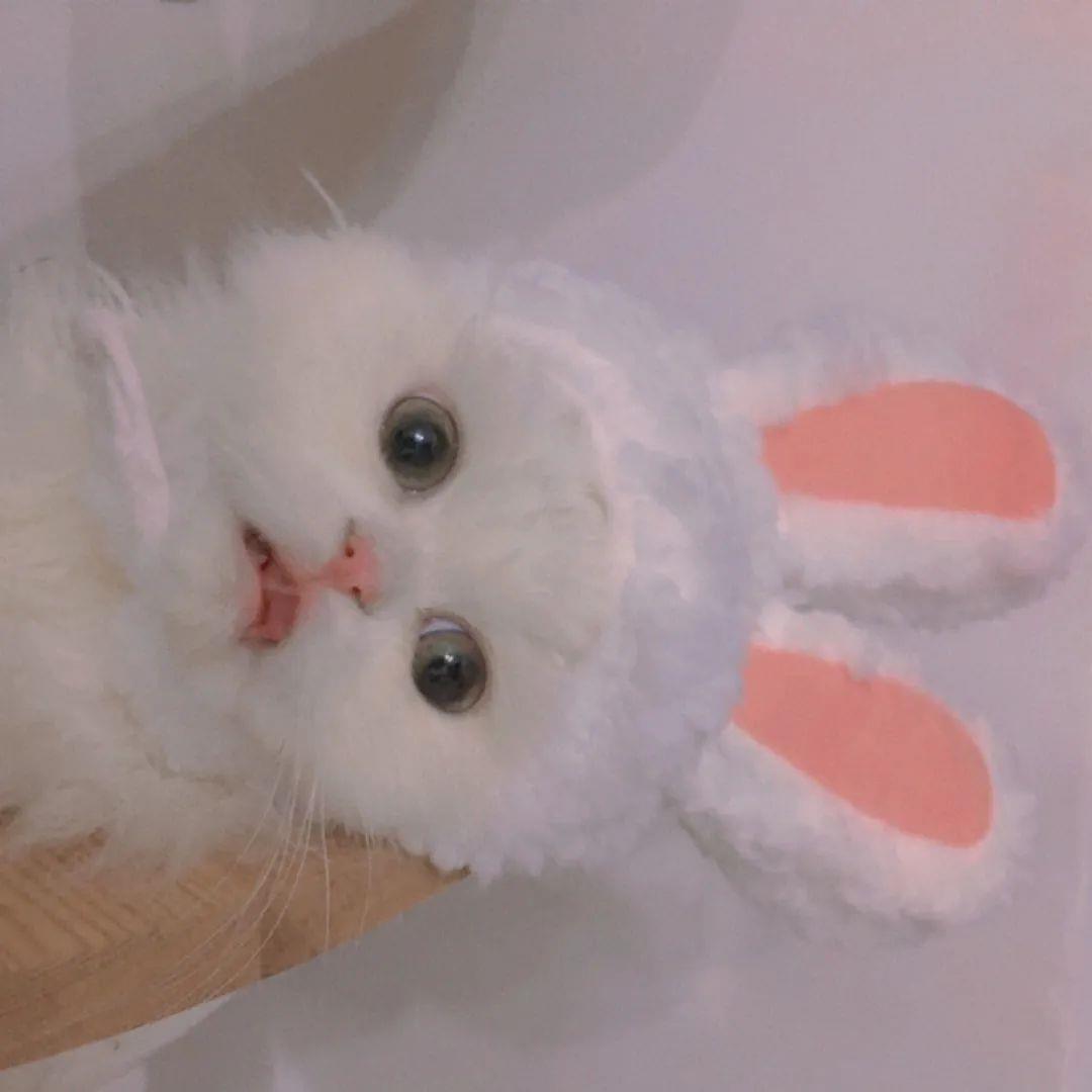 沐/优质/超可猫咪.头像图片