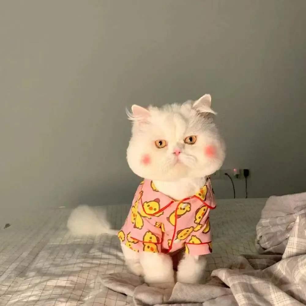 ʚ♥︎ɞ ๑⃙⃘๑⃙⃘๑⃙⃘头像图片