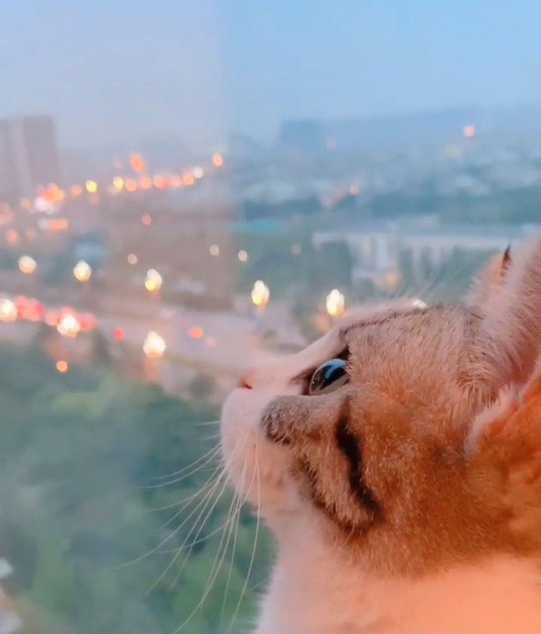 苏旬/唯美萌宠情头/「Pinky」泛着梦幻色泽的夏日汽水♡头像图片