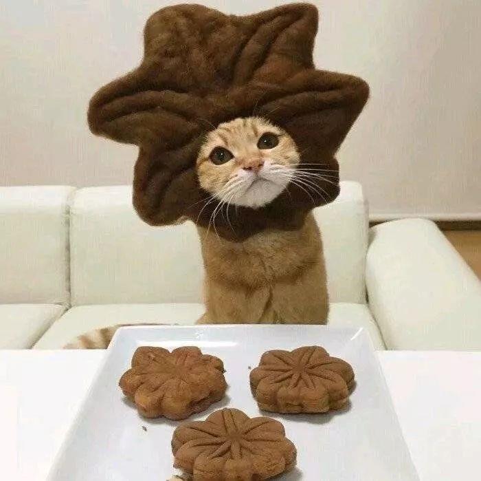 苏旬/唯美萌宠情头/「Pinky」泛着梦幻色泽的夏日汽水♡头像图片