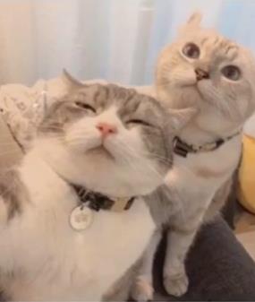 苏旬/唯美萌宠情头/「Pinky」泛着梦幻色泽的夏日汽水♡头像图片