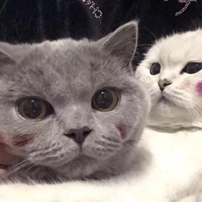 苏旬/唯美萌宠情头/「Pinky」泛着梦幻色泽的夏日汽水♡头像图片