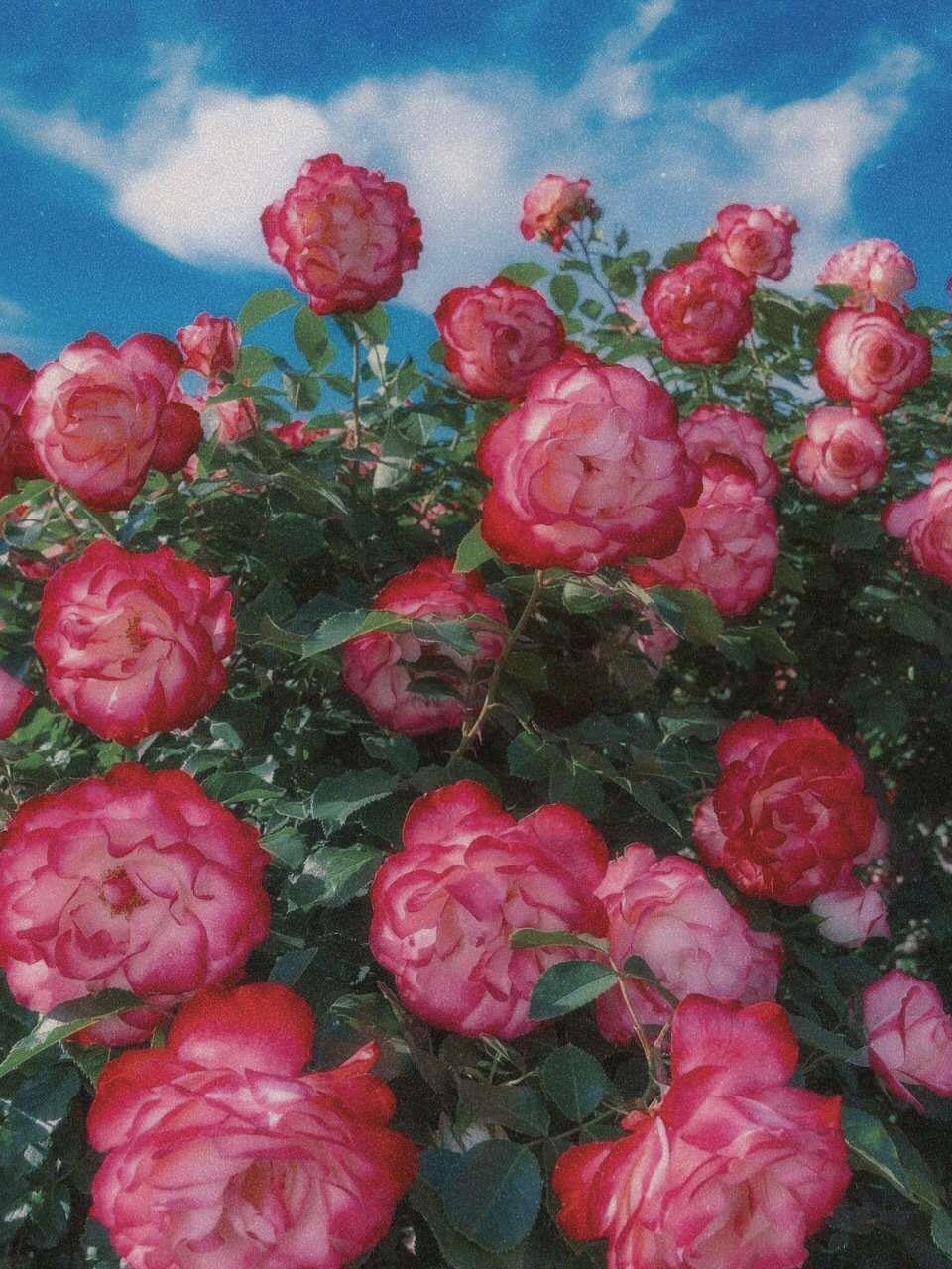 爱丽丝梦游仙境复古花朵风景图片