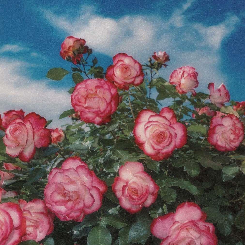 爱丽丝梦游仙境复古花朵风景图片