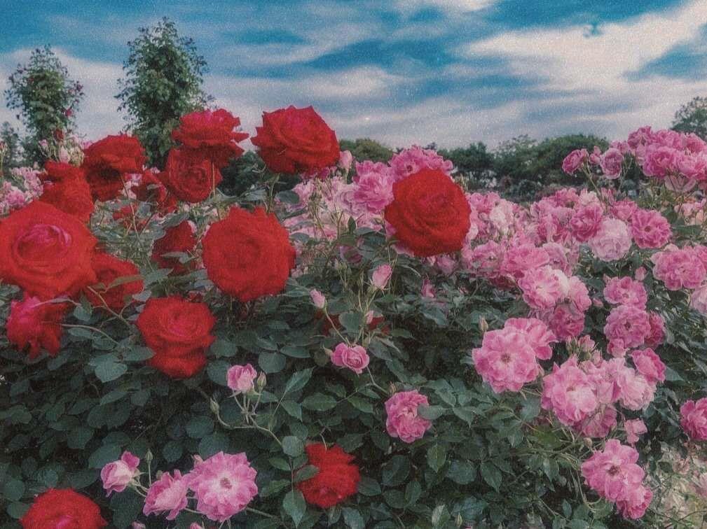 爱丽丝梦游仙境复古花朵风景图片