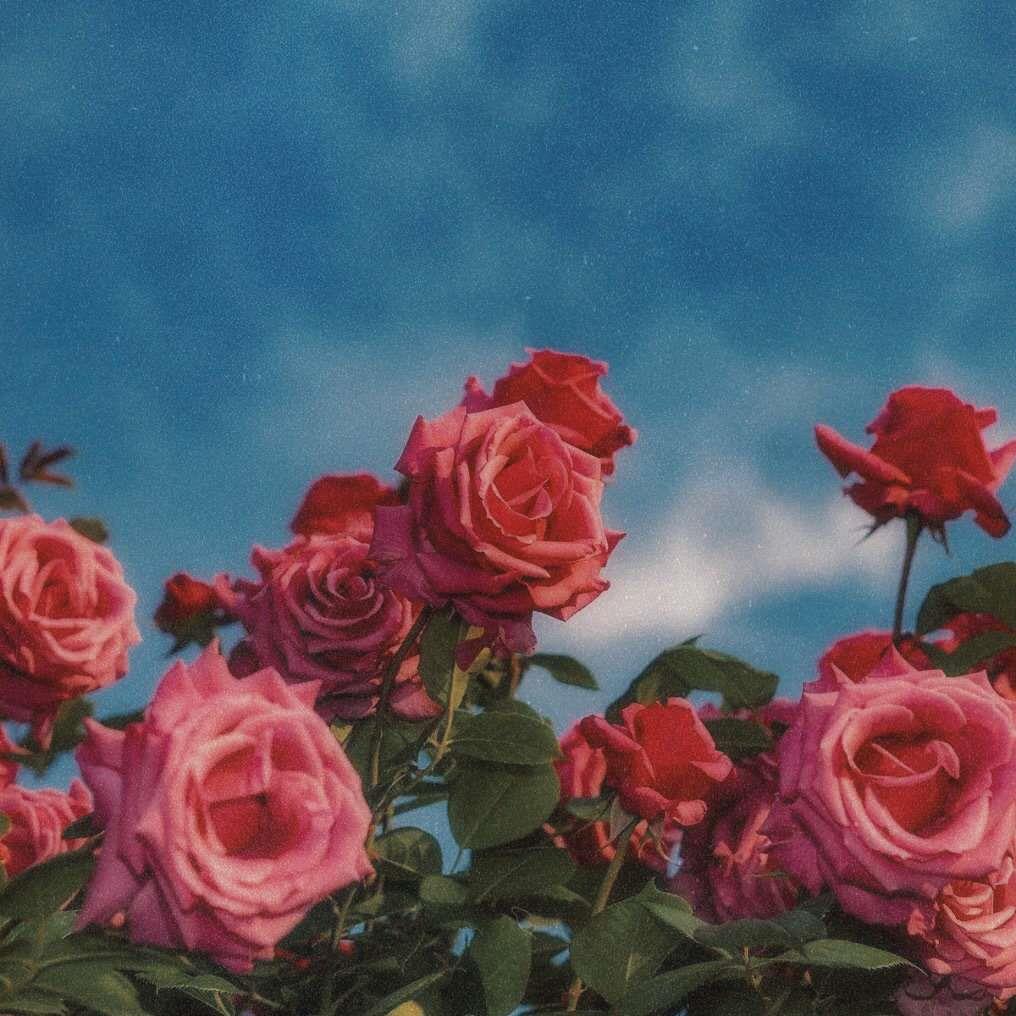 爱丽丝梦游仙境复古花朵风景图片