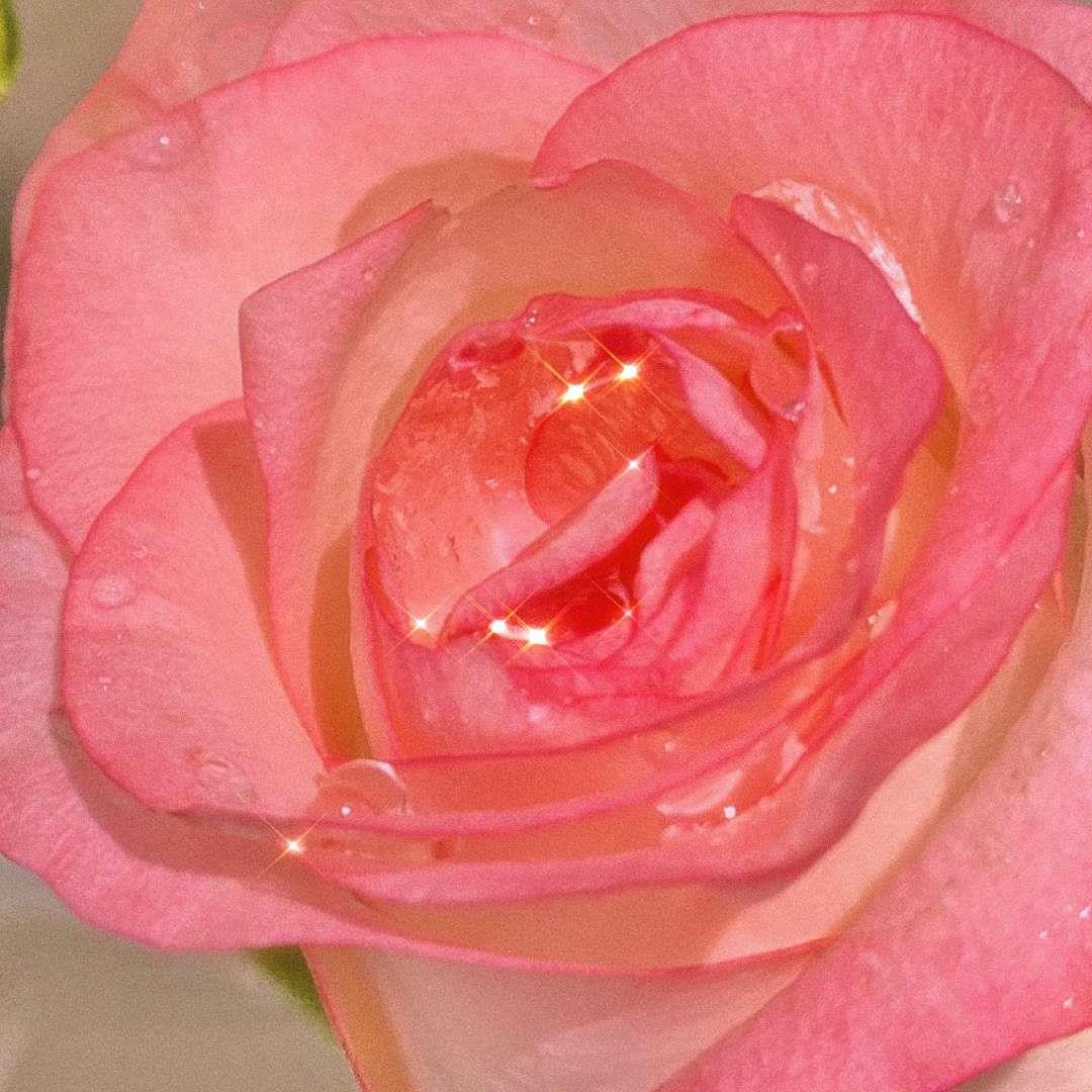 闪闪发亮的粉红玫瑰好看唯美高清头像图片