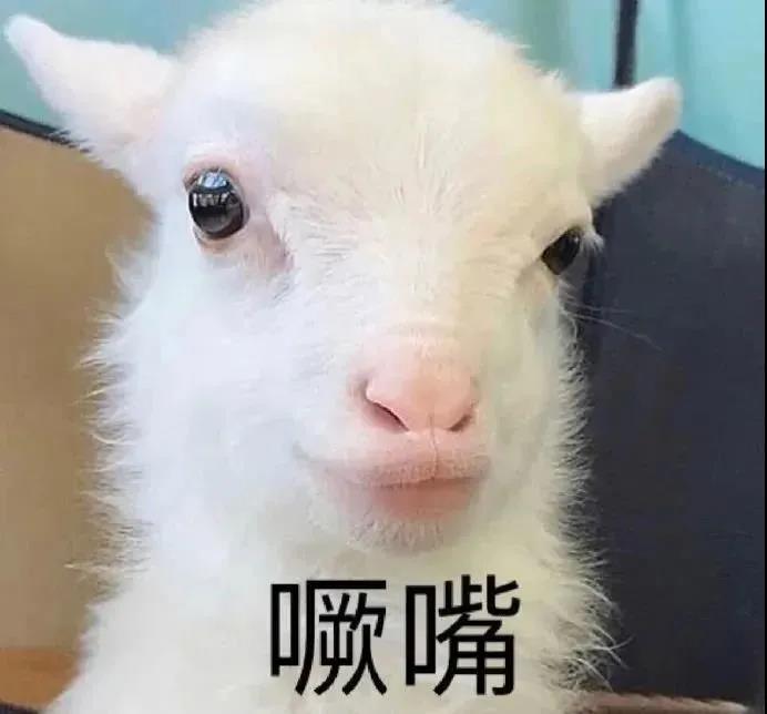 有趣的动物表情包可爱图片