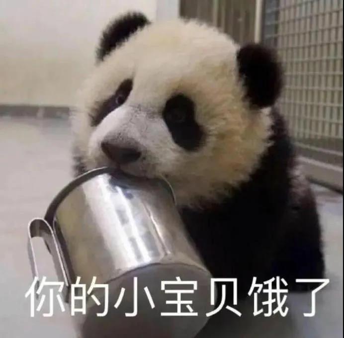 有趣的动物表情包可爱图片