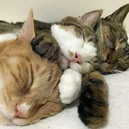 六人专用的可爱猫咪头像图片