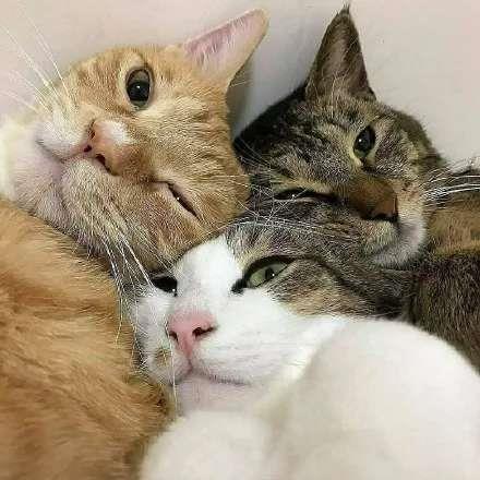 六人专用的可爱猫咪头像图片