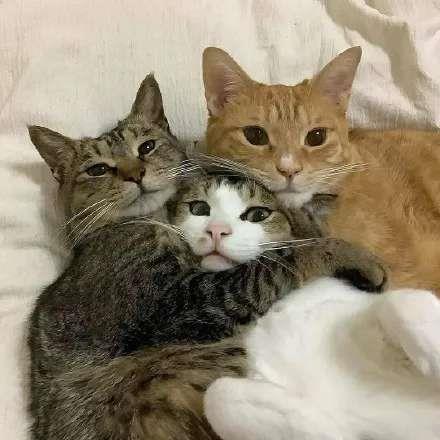 六人专用的可爱猫咪头像图片