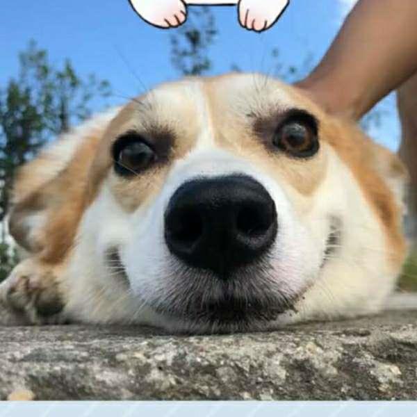 超可爱的柴犬高清微信抖音qq头像图片