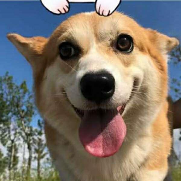 超可爱的柴犬高清微信抖音qq头像图片