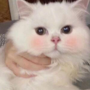 被生活扼住了喉咙的呆萌小动物头像