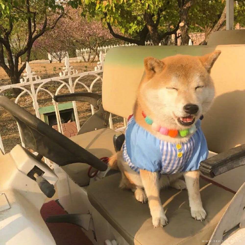 可爱萌宠头像图片