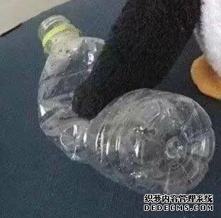 沙雕可爱情侣/“爱人还在战场，他们就不会当逃兵”头像图片