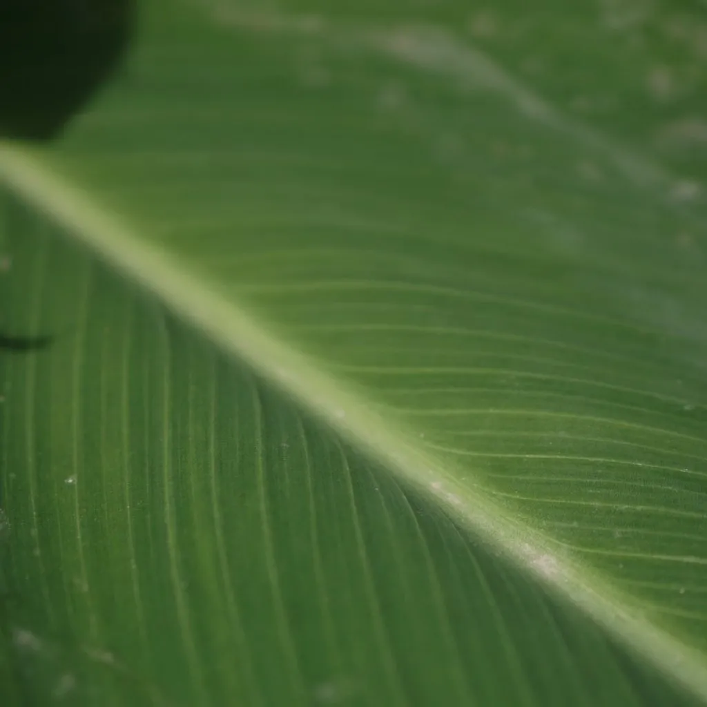 林弦 绿色清新养眼背景图头像图片