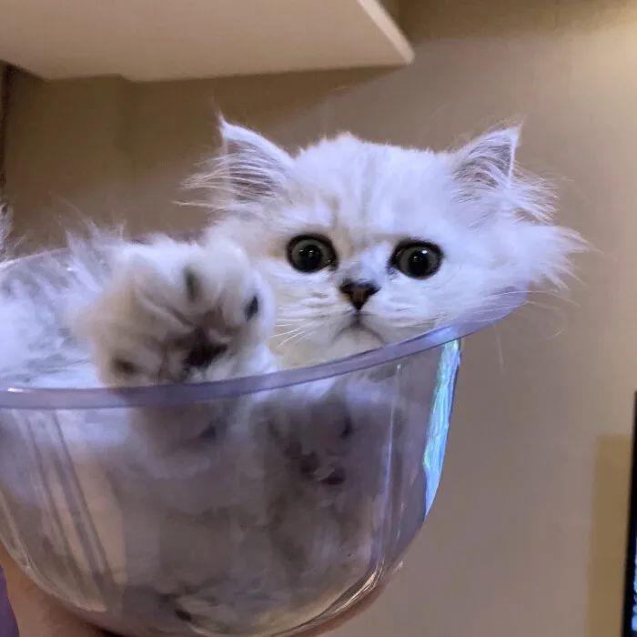 岍妍：月是人间散客 卿是人间绝色 亦是人间难得