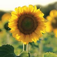 向日葵花微信头像