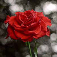 唯美意境风景头像