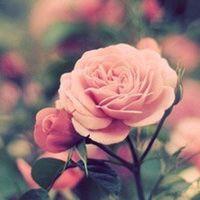 唯美意境风景头像