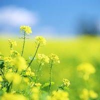 唯美意境风景头像