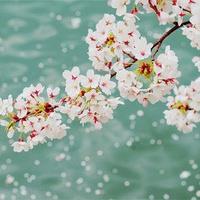 小清新风景意境唯美头像