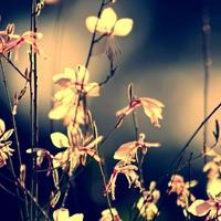 小清新风景意境唯美头像