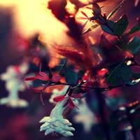 小清新风景意境唯美头像