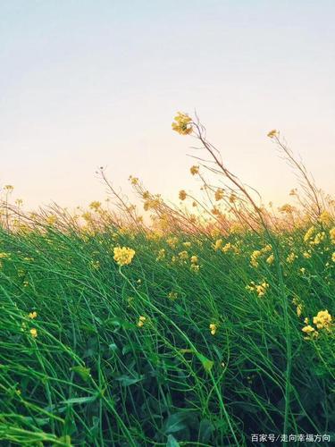 春天图片景色唯美图片 春天的图片景色高清自然风景