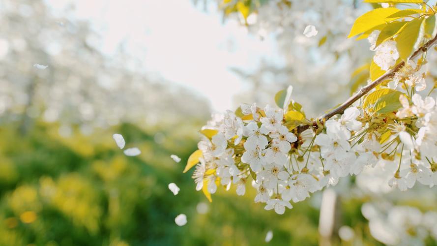 春天图片景色唯美图片 春天的图片景色高清自然风景