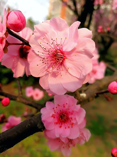 春天图片景色唯美图片 春天的图片景色高清自然风景