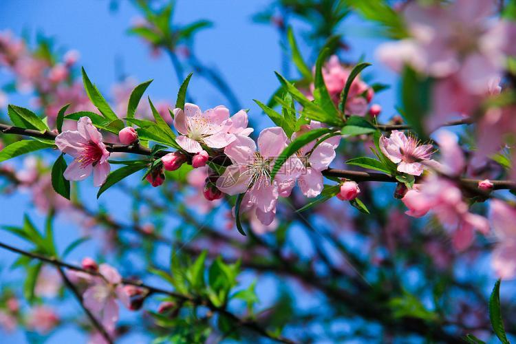 春天图片景色唯美图片 春天的图片景色高清自然风景