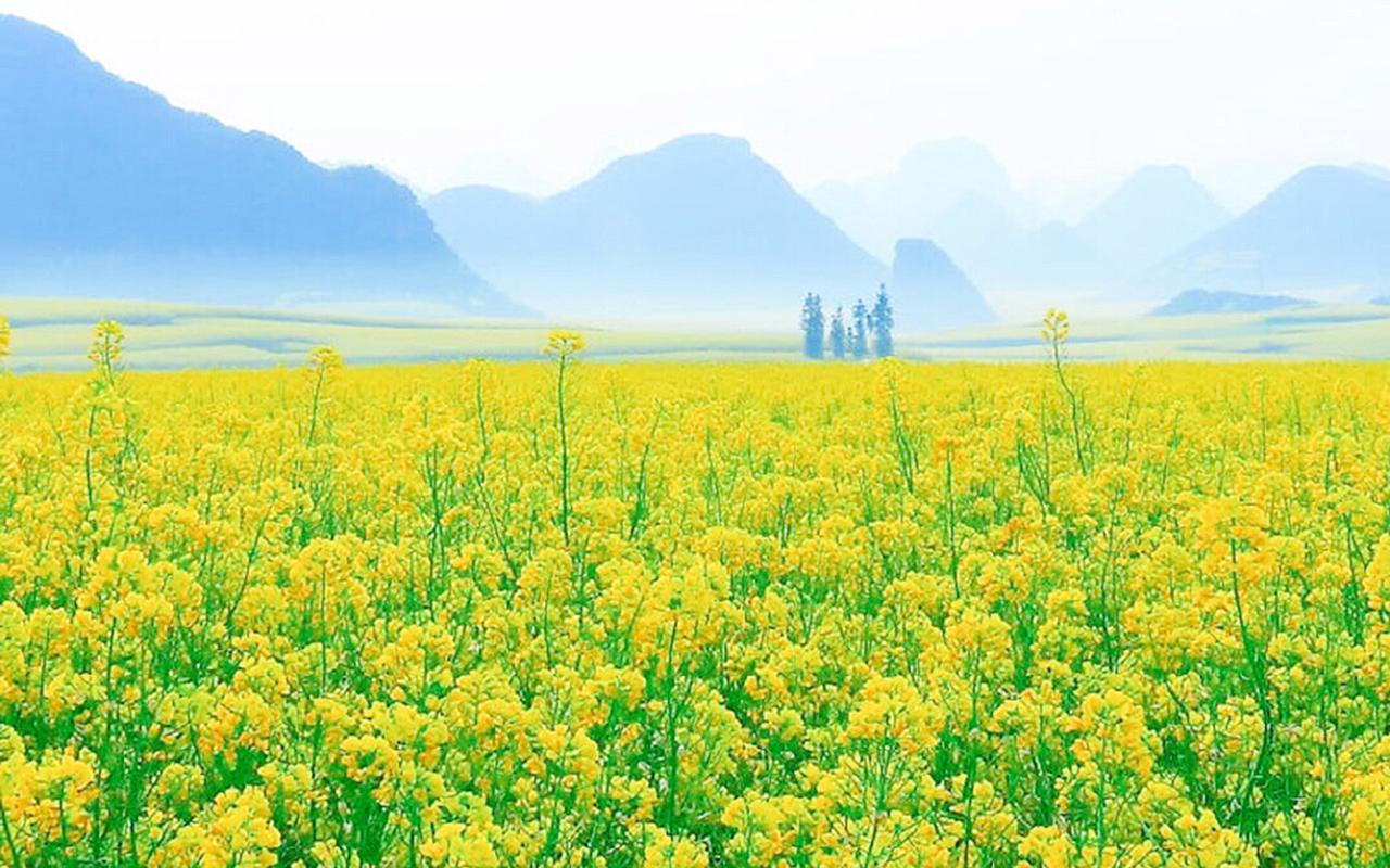 春天图片景色唯美图片 春天的图片景色高清自然风景