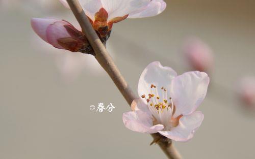 春分壁纸图片 春分背景图